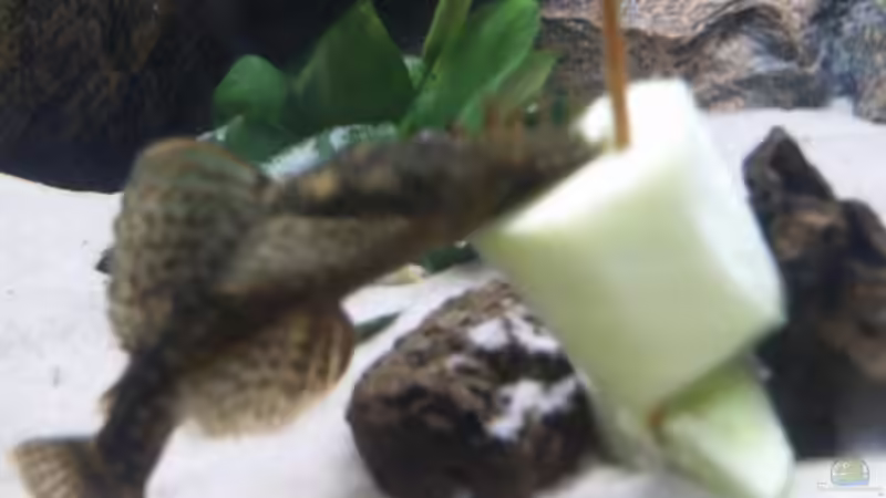 am fressen von Gladbacherfohlen86 (41)