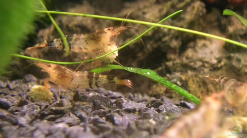 am JBL NovoPrawn verdrücken von Der Analyst (17)