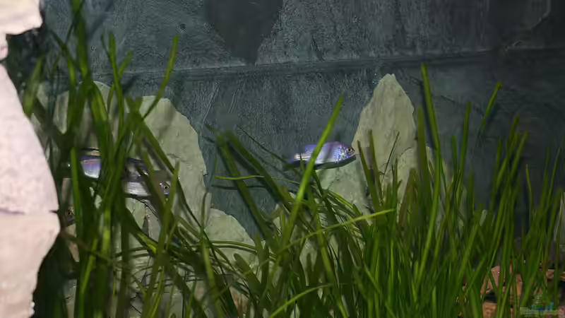 Am rechten Rand sieht man die verblendung der Nähte, die scharfkantigen hellen steine von Phoenix_KM (8)