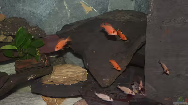 Am rechten Rand sieht man die verkleidung meiner Biologischen Filterung und dem Rest von Phoenix_KM (4)