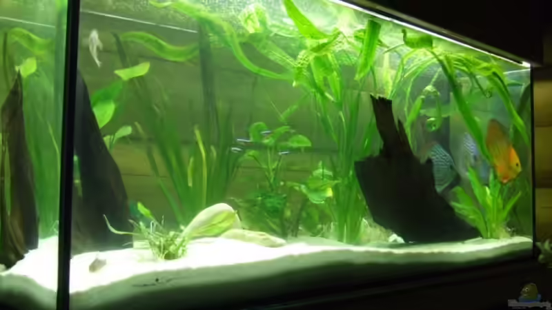 Am schönsten ist die Große von Yannick Schneider (4)