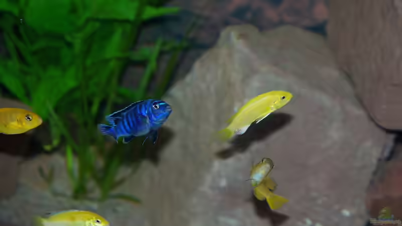 Am schönsten ist es in der Strömung von Duder Malawikus (29)