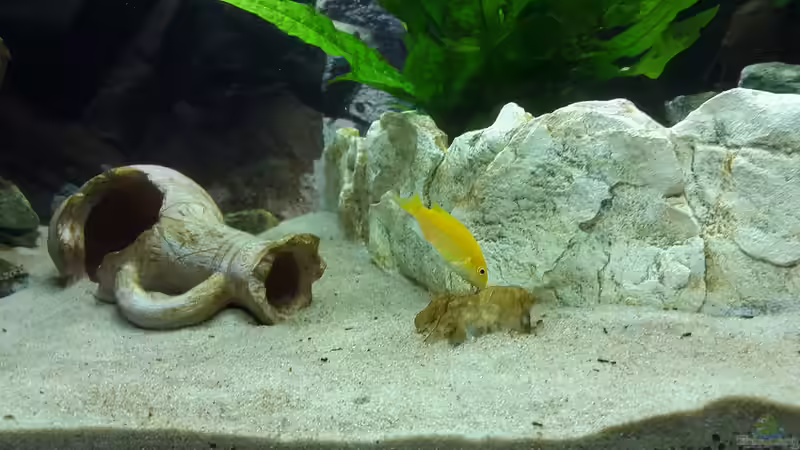 Am Steine abknabbern von Malawi Zürich (14)