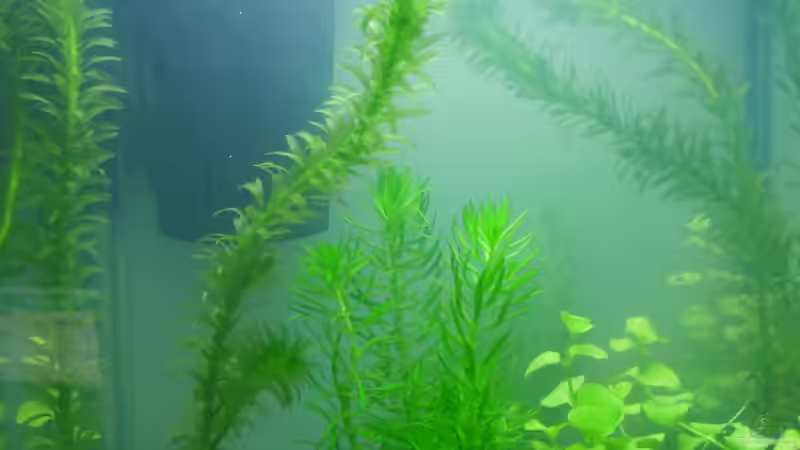 Am Tag der Neueinrichtung von schwarzwald (2)