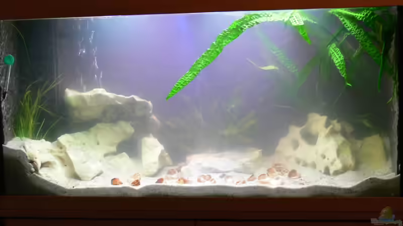 Am Tag trübes Wasser von DominikZ (4)