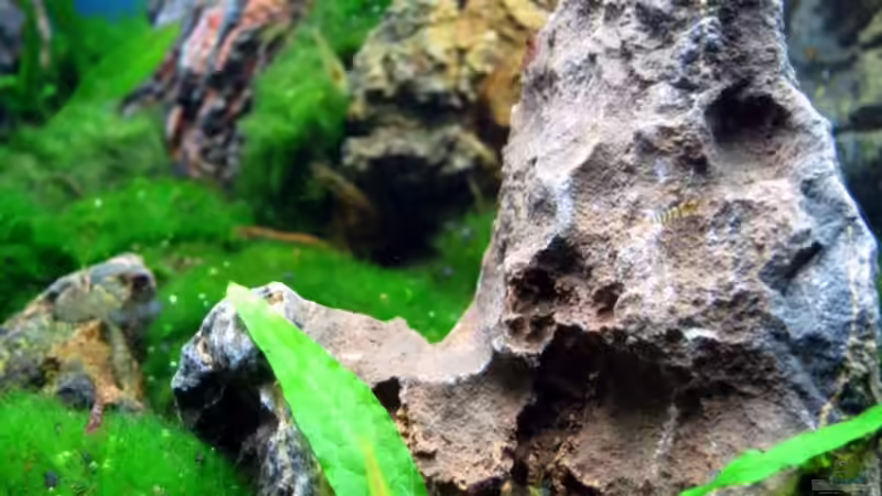 Am tummeln von Supernova (10)