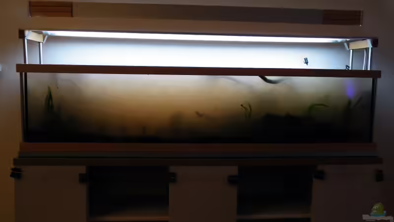 Am Umzugs-Abend...Wo sind die Fische? 26.09.2010 von bergfrau (13)