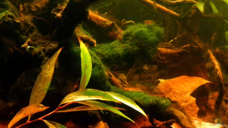 Am Wochenende in Gestaltung geübt: Moos auf die ??ste genäht.  von miv (5)