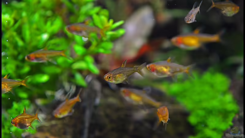 Amandae von Tuduhi (6)