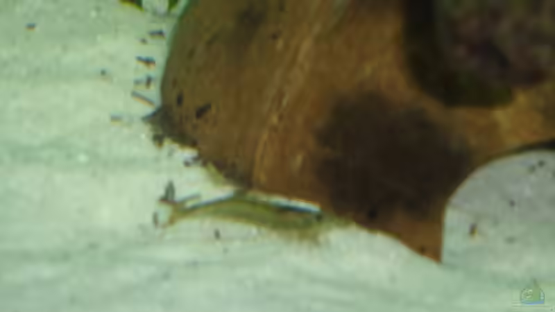 Amano - Garnele von atom010 (52)