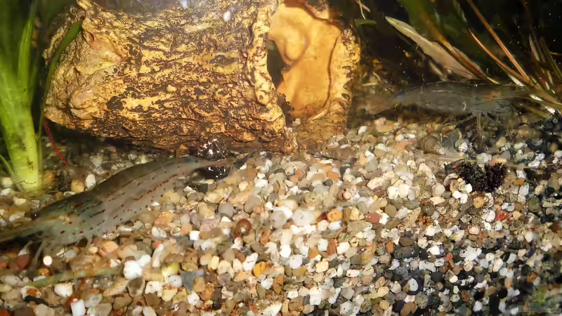 Amano - Garnelen    von odin 68 (183)