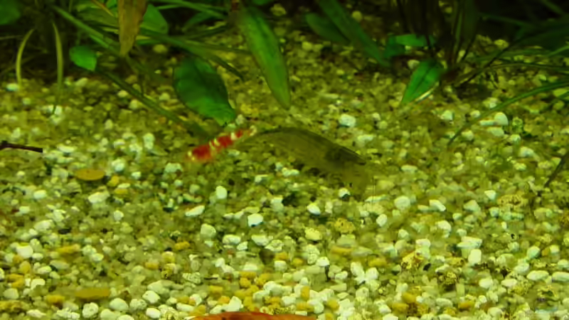 Amano, Red Fire und CPO  von Carsten Gutsche (22)