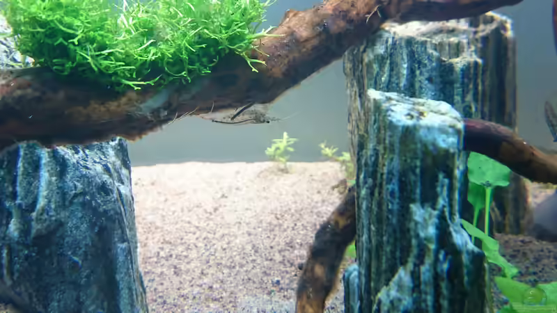 Amano  von ulli85 (23)