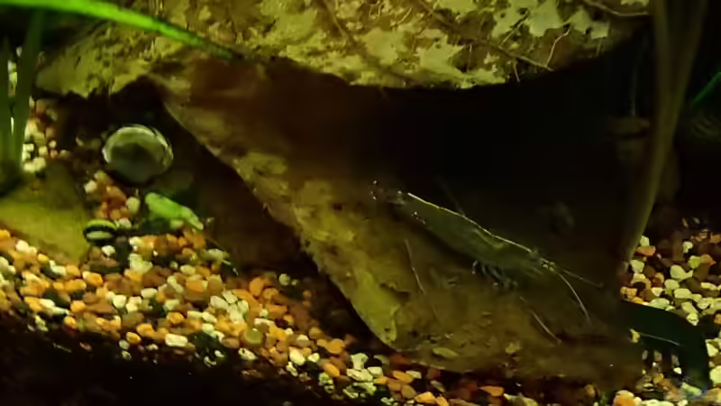 Amano am geniessen von Pflanzennarr (51)