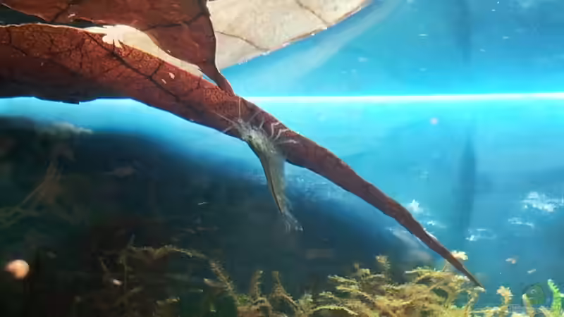 Amano an Seemandelbaumblatt von Kaddi (12)