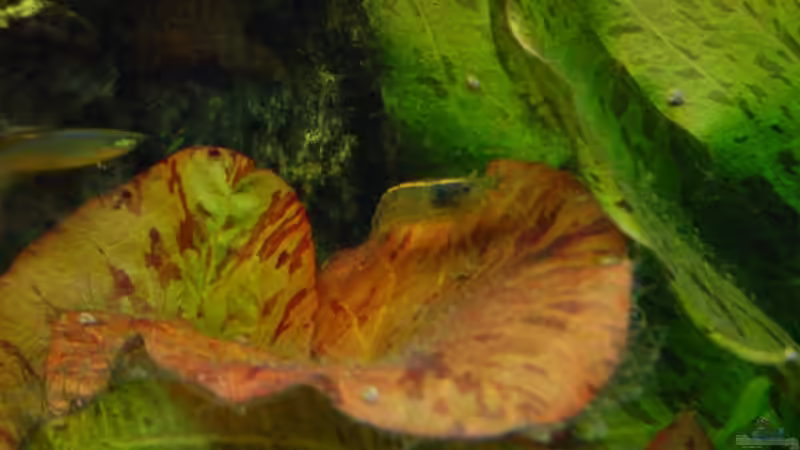 Amano auf Lotus von Sabine Stark (27)