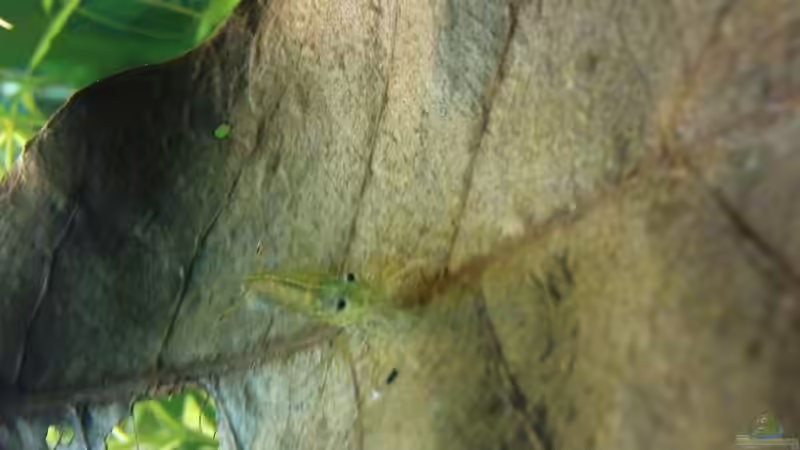 Amano beim Abendessen von wasserspaß (11)