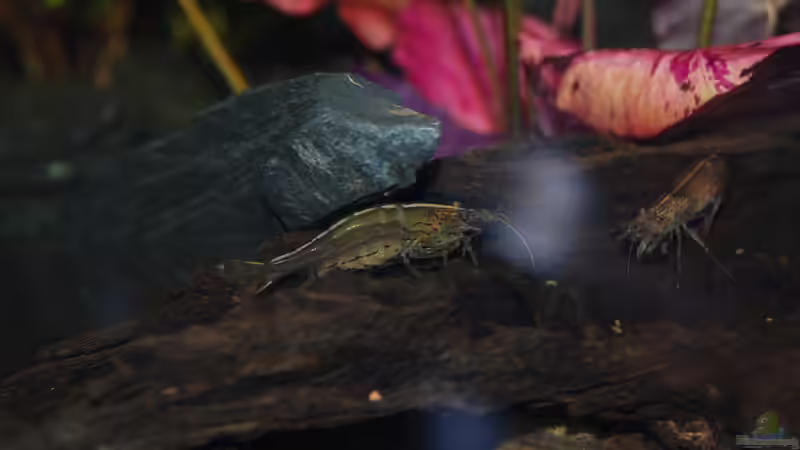 Amano Garlnelen -Wahre Fressmaschinen von Holsch805 (24)