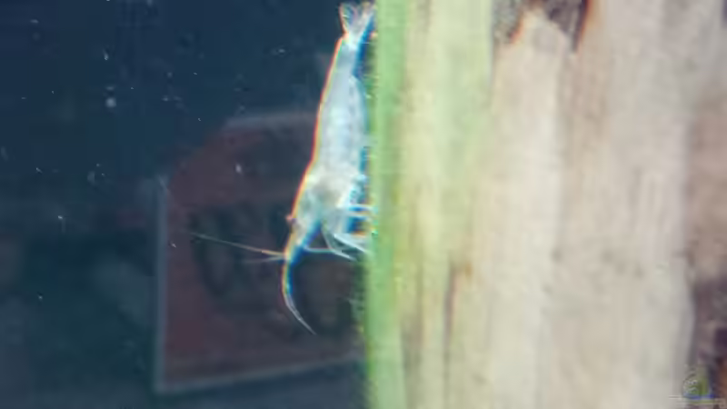 Amano-Garnele... von Torsten Bullmahn (55)