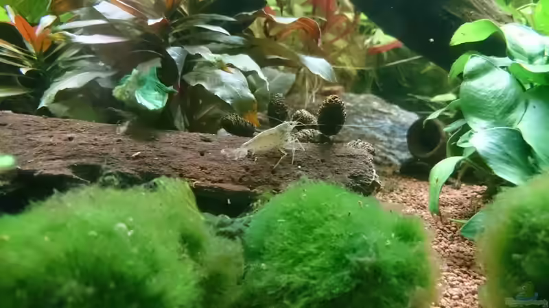 Amano Garnele  von kNaLLeR (15)