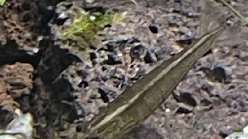 Amano Garnele  von Mauri Cangini (34)