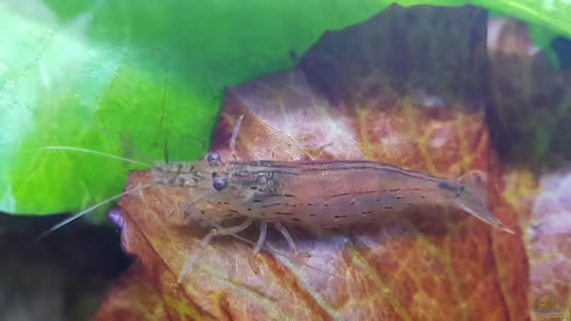 Amano Garnele  von River Creator (36)
