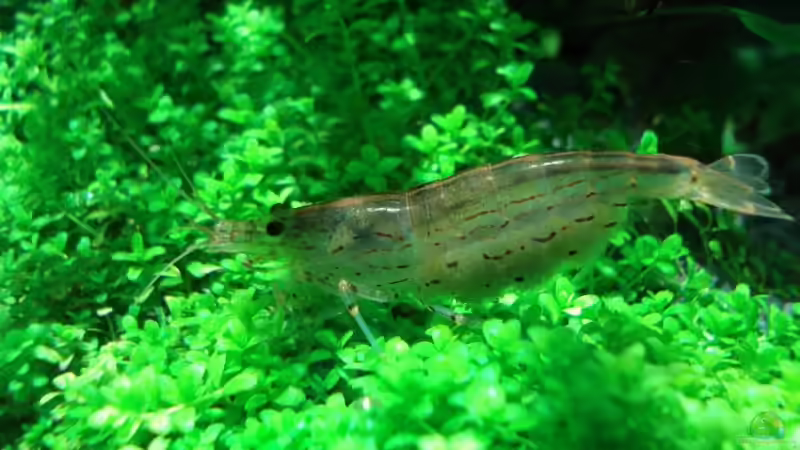 Amano Garnele 27. August 2007 von David Weidenbacher (45)