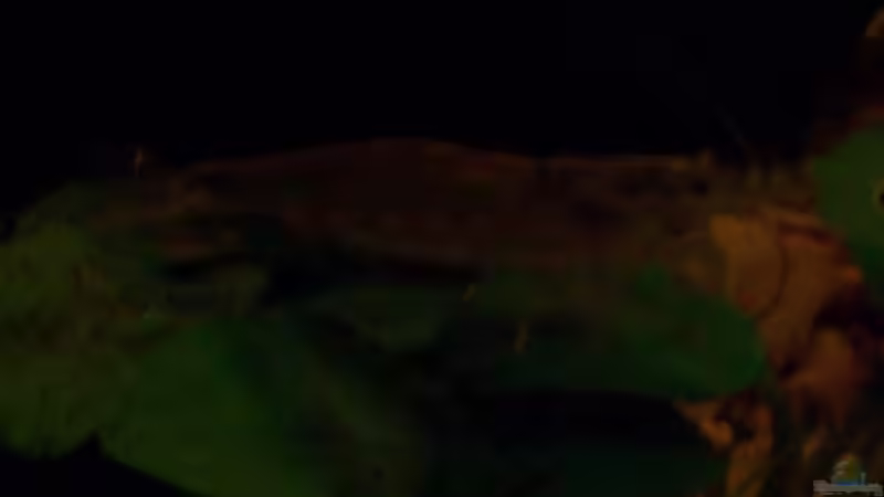 Amano-Garnele auf Bonsa-Zwergspeerblatt (Anubias barteri var. nana`Bonsai`) von Jens J. (29)