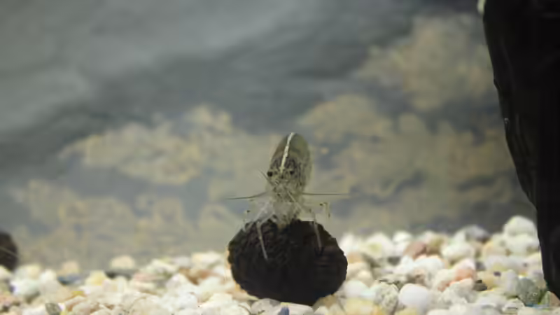 Amano-Garnele auf Erlenzapfen von ESA_72 (10)