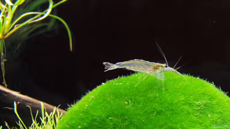 Amano-Garnele auf Mooskugel von Buster (13)