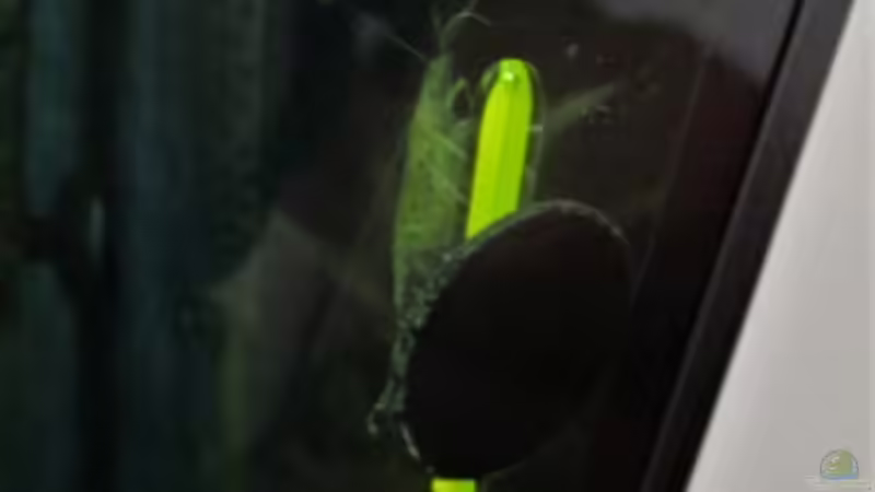 Amano Garnele beim Fieber messen von okefenokee (72)