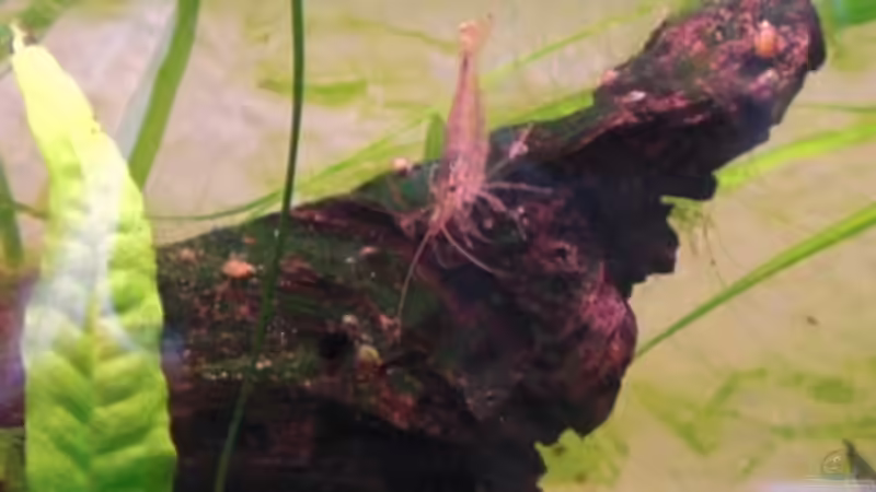 Amano-Garnele beim Putzen von Dominik (31)