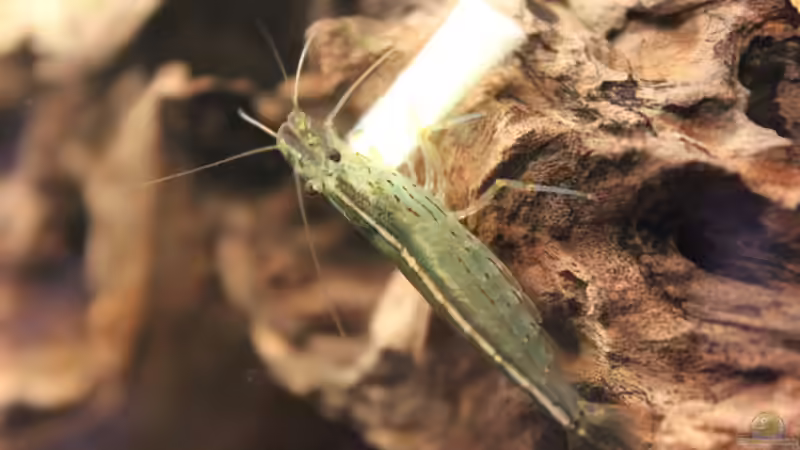 Amano-Garnele mit einem Stück Gurke von Marc Leu (27)