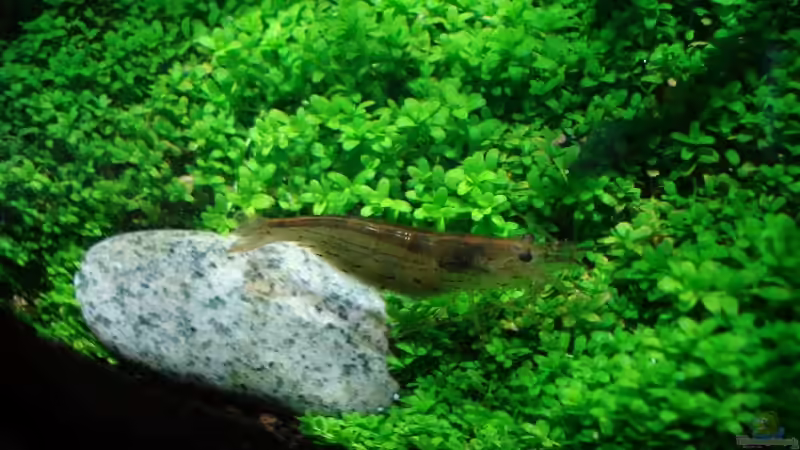 Amano Garnele Stand 27.August 2007 von David Weidenbacher (44)