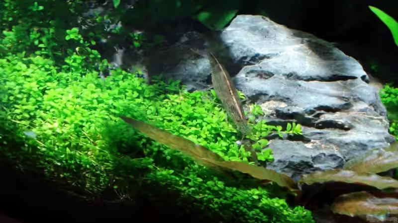 Amano Garnele Stand 27.August 2007 von David Weidenbacher (46)