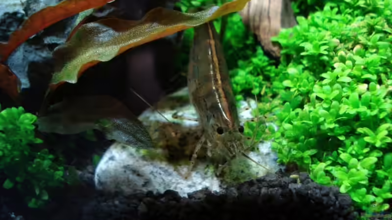 Amano Garnele Stand 27.August 2007 von David Weidenbacher (47)