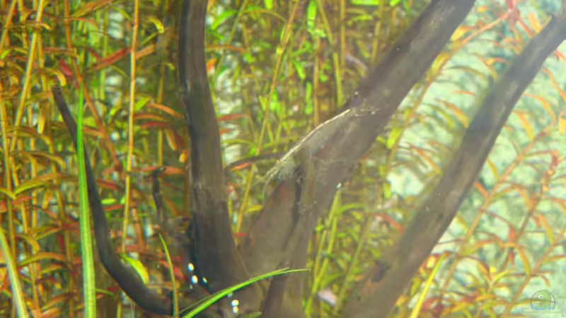 Amano-Garnele und am Stamm vermutlich Eier der Corydoras panda von Goos (24)