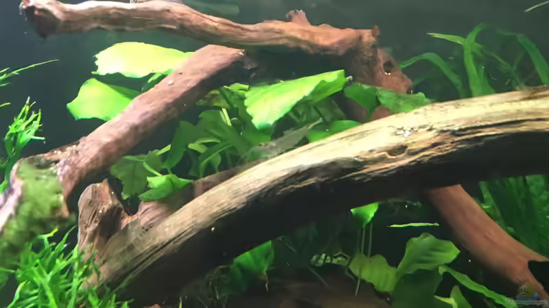 Einrichtungsbeispiele für Aquarien mit Zebra Rennschnecken (Neritina natalensis)