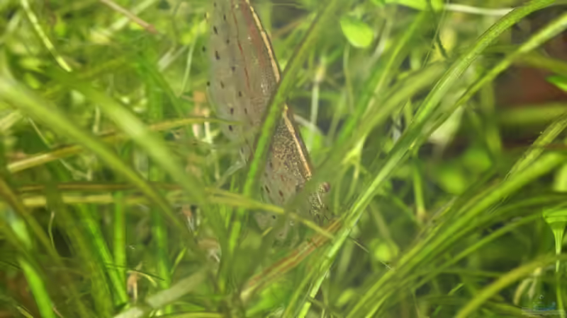 Amano-Garnele von Alexander Grimmer (21)