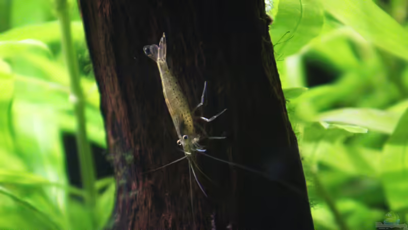 Amano Garnele von Andreas Eberhardt (5)