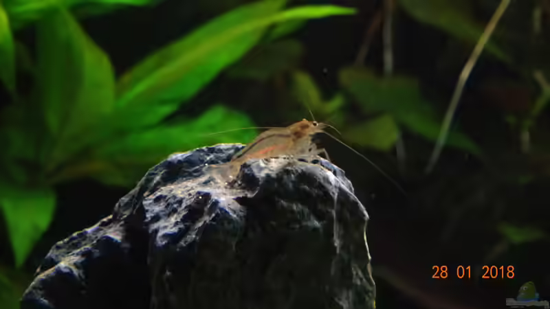 Amano Garnele von Aqua-Josh (22)