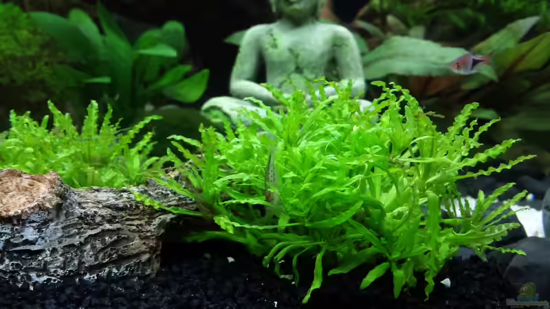 Amano Garnele von Chita (6)