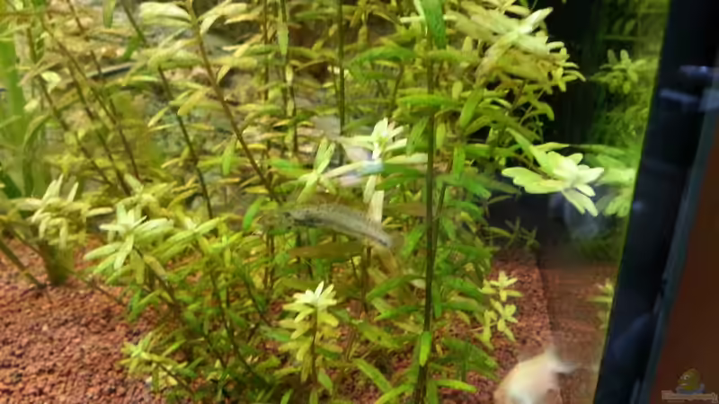 Amano Garnele von Der Dreiäugige Goldfisch (19)