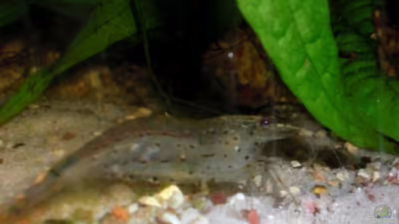 Amano-Garnele von Dominik (30)