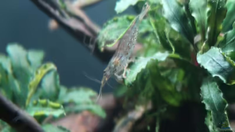 Amano Garnele von ernst11 (40)