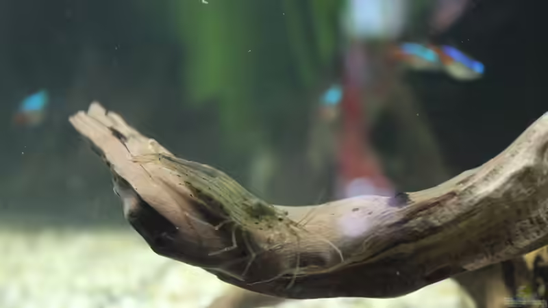 Amano-Garnele von ESA_72 (25)