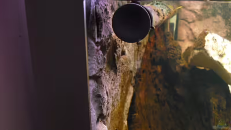 Amano Garnele von FischfanAQ (20)