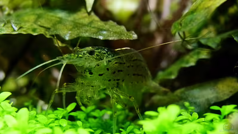 Amano Garnele von Helmut Kreutmayer (9)