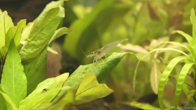 Amano Garnele von Hot (35)