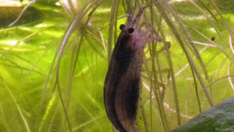 Amano Garnele von Jemafa (56)